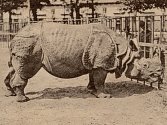 Historická pohlednice z berlínské zoo z roku 1903 (a téhož roku odeslaná).