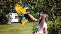 Máte rádi papoušky? Stavte se v neděli na setkání jejich přátel do Letňansko-Kbelského lesoparku.
