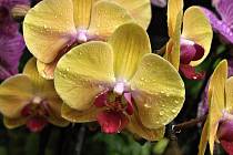 Z výstavy orchidejí v Botanické zahradě v Praze: Phalaenopsis 'Golden Beauty Mr Chen' je novinkou mezi žlutými odrůdami. Kombinace s červeným pyskem se obzvlášť povedla.