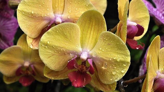 Z výstavy orchidejí v Botanické zahradě v Praze: Phalaenopsis 'Golden Beauty Mr Chen' je novinkou mezi žlutými odrůdami. Kombinace s červeným pyskem se obzvlášť povedla.