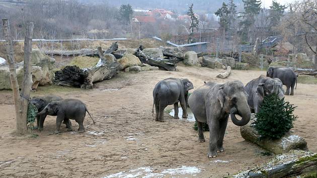 Krmení slonů v pražské zoologické zahradě nevyužitými vánočními stromky. Archivní foto. 