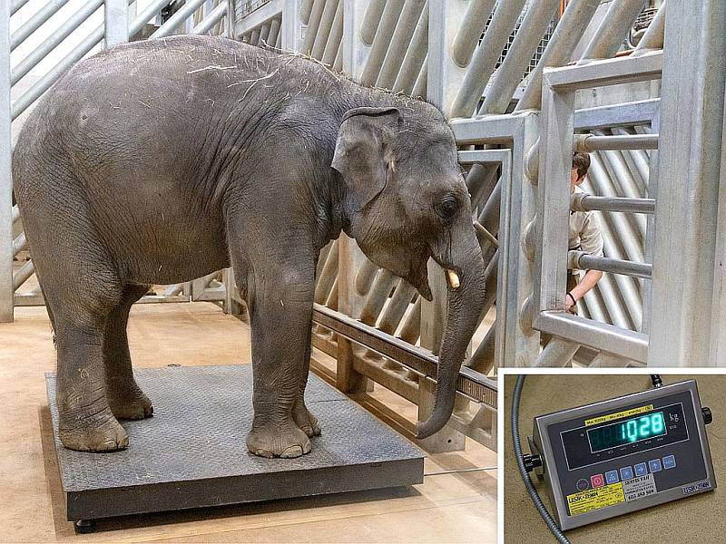 Obě slůňata ze Zoo Praha už váží přes tunu. Během posledního vážení ve středu ráno dosáhl mladší Rudi přesně 1028 kilogramů.