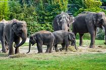 V sobotu můžete v zoo oslavit Světový den slonů.