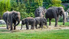 V sobotu můžete v zoo oslavit Světový den slonů.