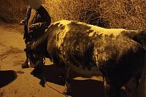 Muž venčil na Velké Ohradě krávu.