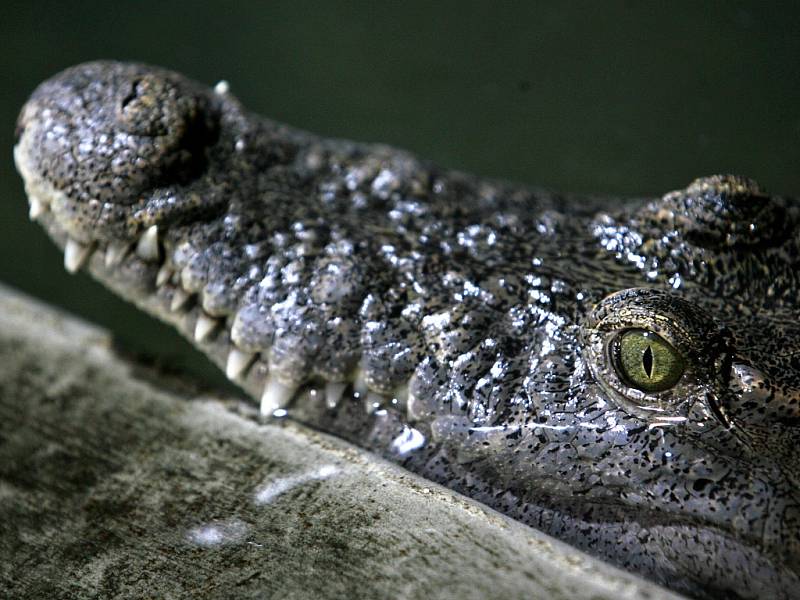 Například krokodýl velikosti do jednoho metru musí mít délku vodní nádrže alespoň 1,5 metru při hloubce do 70 centimetrů