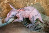Mládě hrabáče kapského se narodilo v Zoo Praha v neděli 10. července 2022 samici Kvídě.