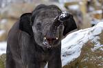 The animals in the Prague Zoo enjoy the snow.