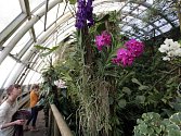Výstava orchidejí v botanické zahradě Troja.