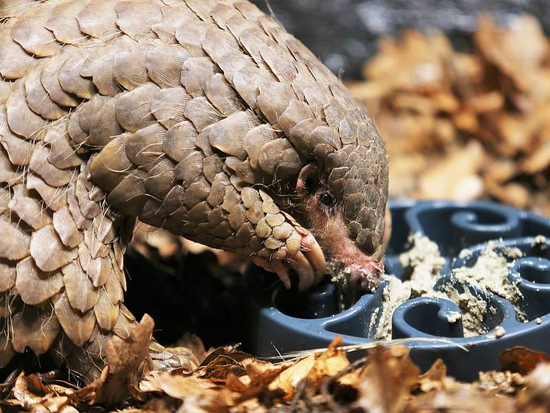 Zoo Praha představila v neděli 15. května 2022 pár luskounů krátkoocasých.