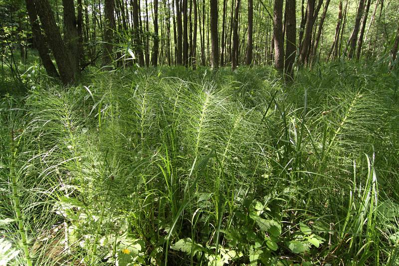 Podzimní akce v Botanické zahradě Troja