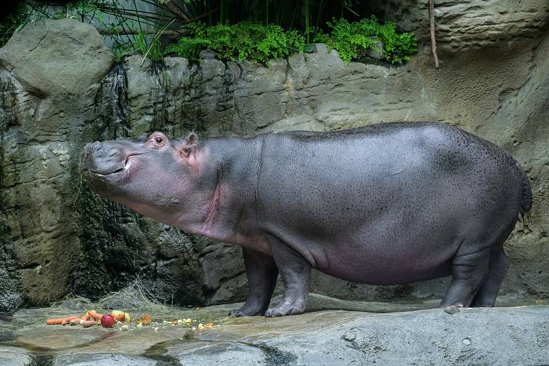 Tchéco řádí v čisté vodě, Pavilon hrochů v Zoo Praha byl otevřen po rekonstrukci.