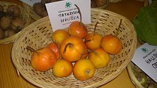 Tatarova hruška – tato unikátní odrůda vznikla v Praze křížením hrušně a jeřábu