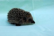 Mládě ježka západního se stalo 5000. živočichem roku 2019 přijatého v Záchranné stanici hl. m. Prahy pro volně žijící živočichy.