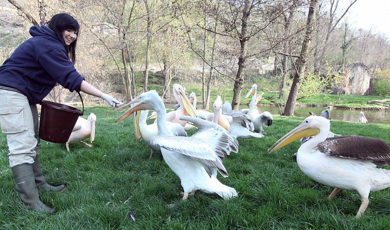 Chovatelka Nikola Dušková při krmení pelikánů v Zoo Praha 3.dubna.