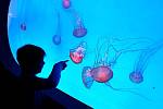 Svět medúz na Pankráci přichystalo pro návštěvníky spoustu novinek. Otevřeno je denně.