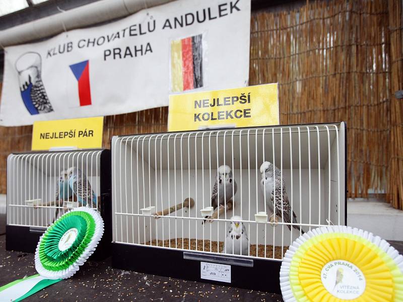 Celostátní víkendová výstava andulek v Botanické zahradě Přírodovědecké fakulty UK Na Slupi.