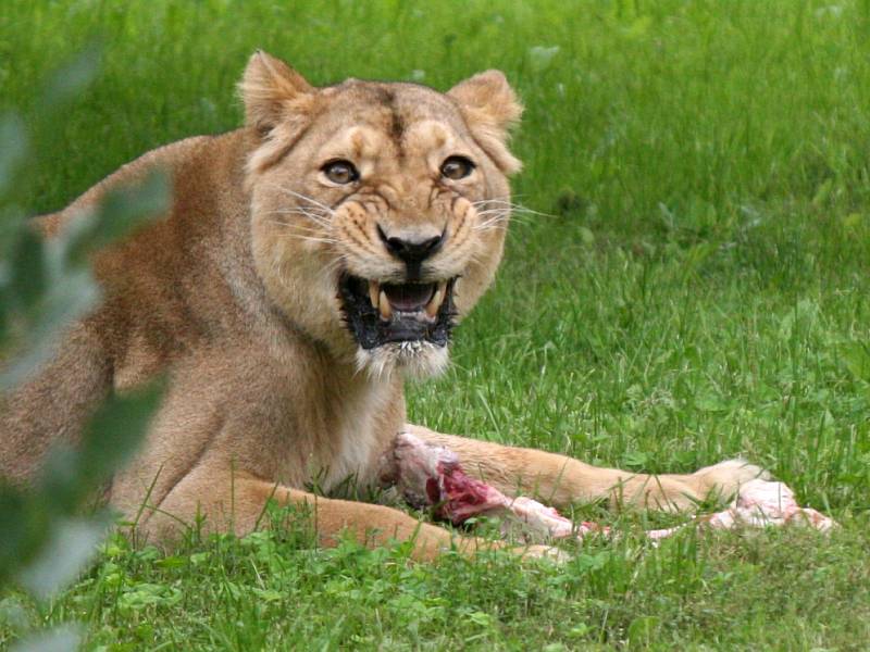 Hokejisté pražské Slavie už tradičně na prahu nové sezony zavítali do zoo, kde nakrmili lva, jehož jsou patronem a mají ho i ve svém znaku.