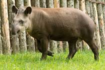 Roční tapír jihoamerický Toby už ztratil typické mláděcí proužky a vypadá téměř jako jeho rodiče v pražské zoologické zahradě.