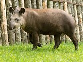 Roční tapír jihoamerický Toby už ztratil typické mláděcí proužky a vypadá téměř jako jeho rodiče v pražské zoologické zahradě.