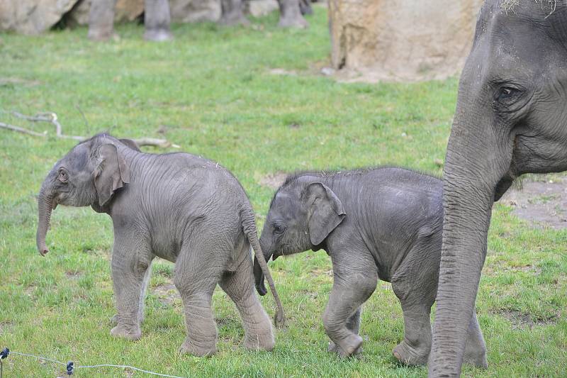 Slůňata z pražské zoologické zahrady, které se narodila jen pár týdnů po sobě, se společně se sloními matkami ukázala návštěvníkům ve venkovním výběhu.