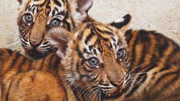 Samičky tygra sumaterského Gasha a Gemma patří k velkým chovatelským úspěchům naší zoo. 