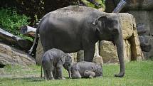 Slůňata z pražské zoologické zahrady, které se narodila jen pár týdnů po sobě, se společně se sloními matkami ukázala návštěvníkům ve venkovním výběhu.