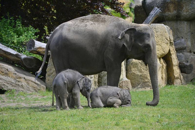 Slůňata z pražské zoologické zahrady, které se narodila jen pár týdnů po sobě, se společně se sloními matkami ukázala návštěvníkům ve venkovním výběhu.