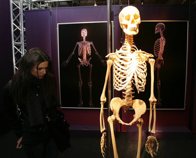 V Křižíkově pavilonu na Výstavišti začala výstava exponátů připravených z lidských těl.