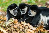 Podzim je ideálním obdobím pro návštěvu Zoo Praha. Hry s listím mohou návštěvníci pozorovat například u gueréz pláštíkových, které v něm hledají potravu.