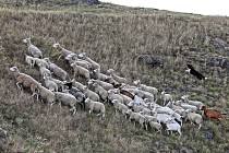 Řízená pastva ovcí a koz v Divoké Šárce.