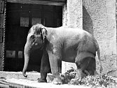 Neděle 5. června 1966 byla prvním dnem slonice Gulab v Zoo Praha.