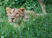 Pražská Zoo získala trojici indických lvů. Na snímku Ginny.