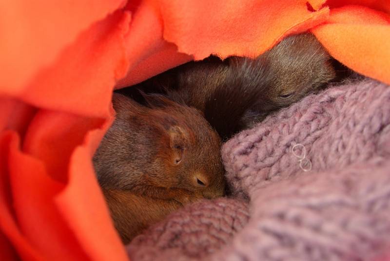 Záchranná stanice má na jaře na pilno. Přijala i veverčata