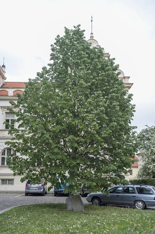 Stromy republiky - Krupkovo náměstí.