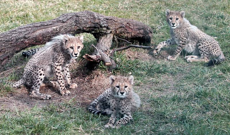 Z návštěvy Zoo Praha před zahájením 84. sezony.