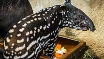 Časem začne mládě tapíra čabrakového měnit svou barvu.