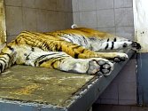 Tygr ussurijský v pražské zoologické zahradě.