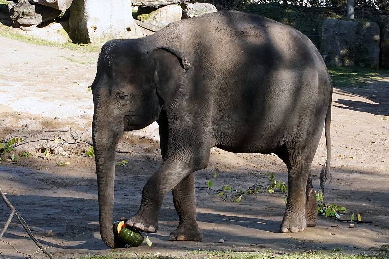 Prázdninové krmení například želv obrovských a slonů v ZOO Praha dýněmi.