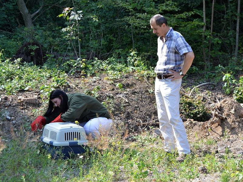 Vypuštění zachráněného výra velkého zpět do přírody v Dolních Břežanech. Na snímku starosta obce Věslav Michalik  a Jaroslava Syslová ze Záchranné stanice pro živočichy Vlašim.