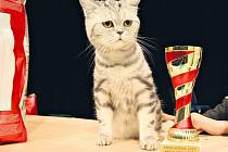Miss kočka 2015: Belinda vyhrála s velkým náskokem hlavní cenu hlasováním návštěvníkům.