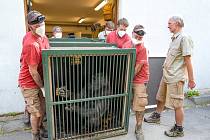 Stěhování gorilí samice Kamby (na snímku) bylo bezproblémové. Díky dlouhé přípravě a nácviku s gorilami nebylo nutné u žádného zvířete použít anestézii – všechny gorily si do transportních boxů nastoupily samy.