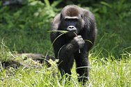 Ochrana goril nížinných ve střední Africe je jedním ze stěžejních in-situ projektů Zoo Praha. Nově i na tento projekt poputují tři koruny ze vstupného namísto dvou.