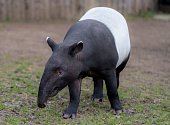Samec tapíra čabrakového Punťa.