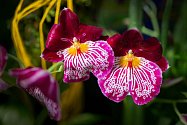 V botanické zahradě probíhá výstava orchidejí z Ekvádoru.
