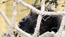 Moja, první odchovaná gorila nížinná v Česku, v novém domově v přírodním parku Cabárceno v severním Španělsku.