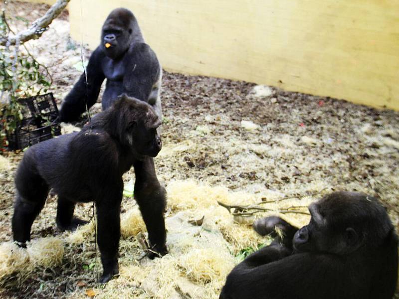 Gorilí svět v přírodním parku Cabárceno v severním Španělsku: Chelewa vyhrožuje.