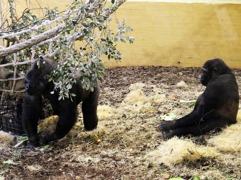 Gorilí svět v přírodním parku Cabárceno v severním Španělsku: Moja a Nadia.