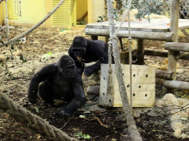 Gorilí svět v přírodním parku Cabárceno v severním Španělsku: Moja křičí na Chelewu.