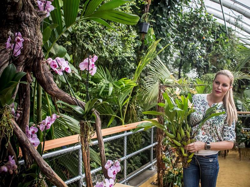 Z výstavy 'Orchideje - královny opylovacích triků' ve skleníku Fata Morgana v Botanické zahradě v Praze. Na snímku modelka Simona Krainová.